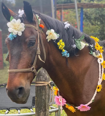 Caballo de nuestro jardin